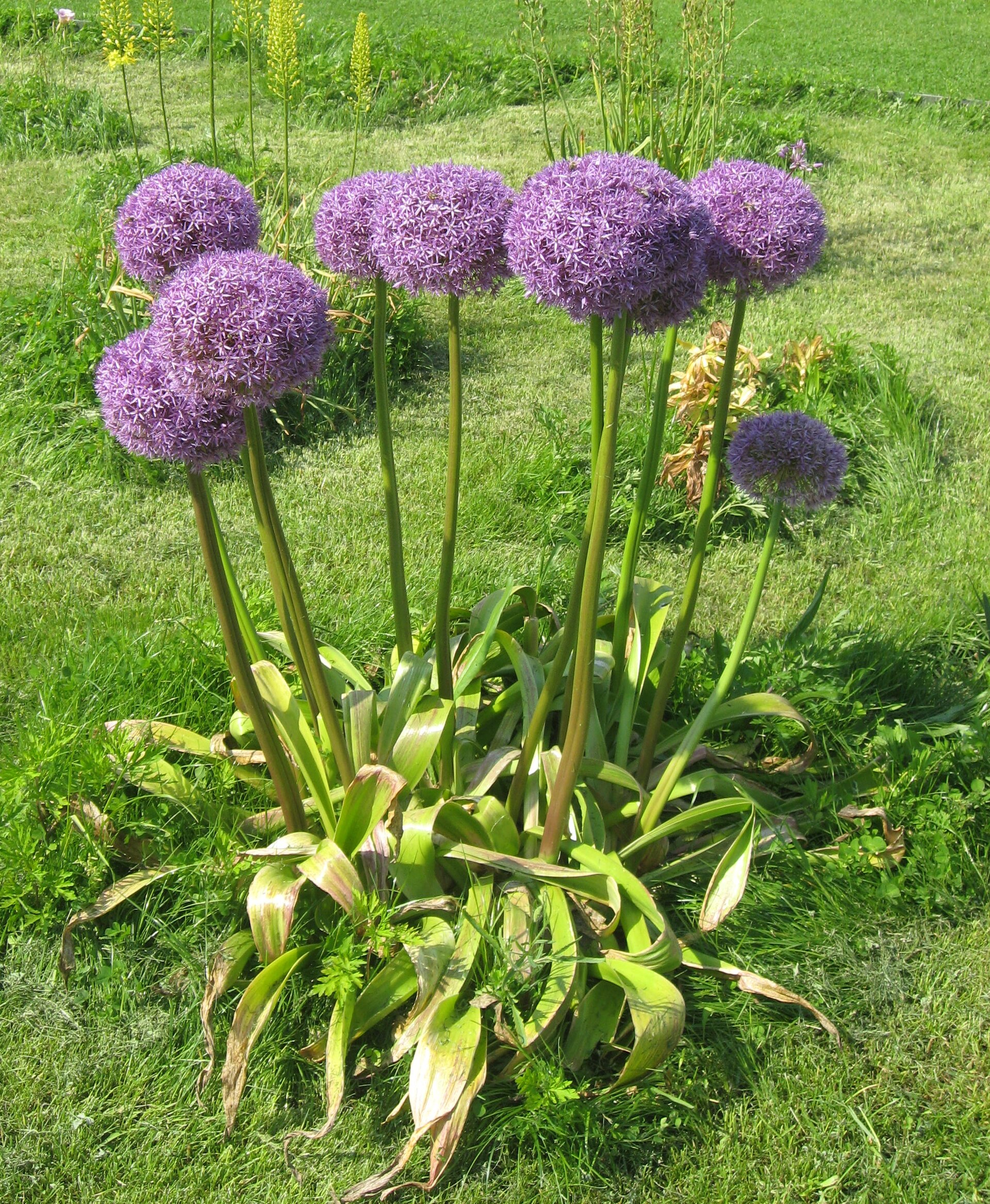 Allium photo