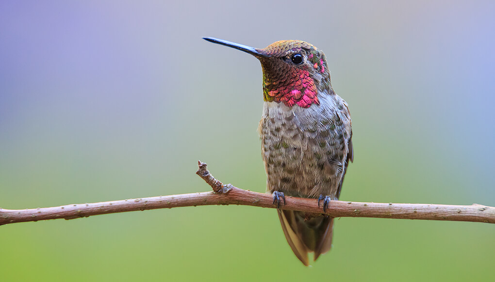Anna’s hummingbird in a wider garden view