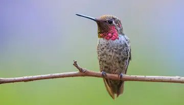 Anna's hummingbird in a wider garden view