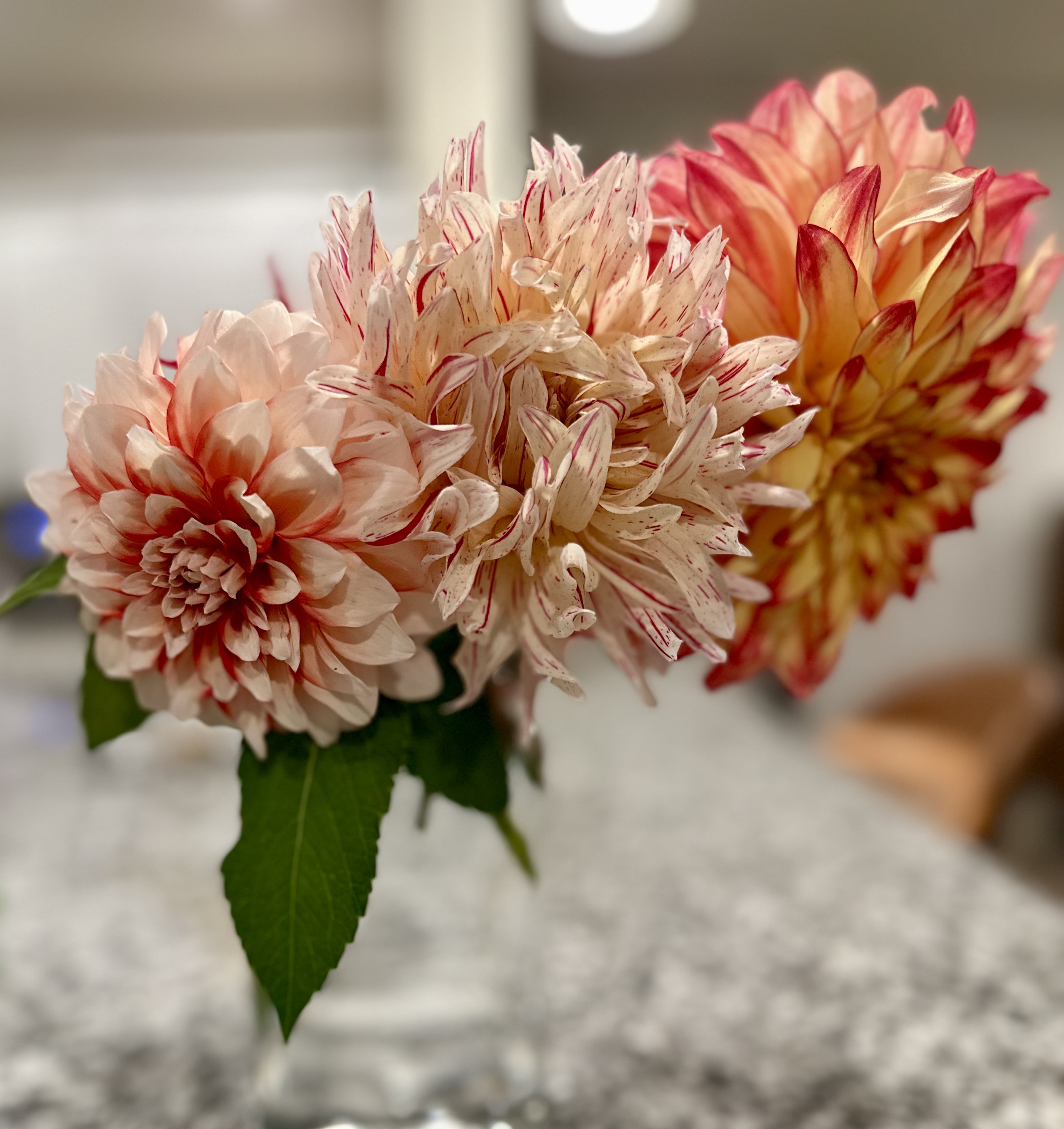 Cut dahlias arranged indoors in a glass vase