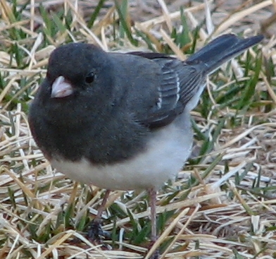 Dark-eyed junco photo