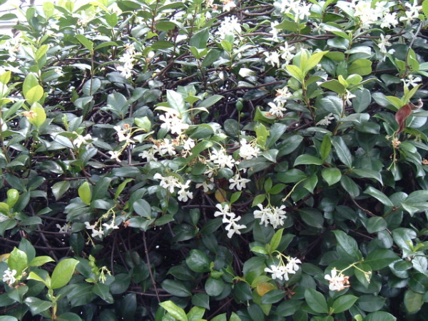 Star jasmine photo