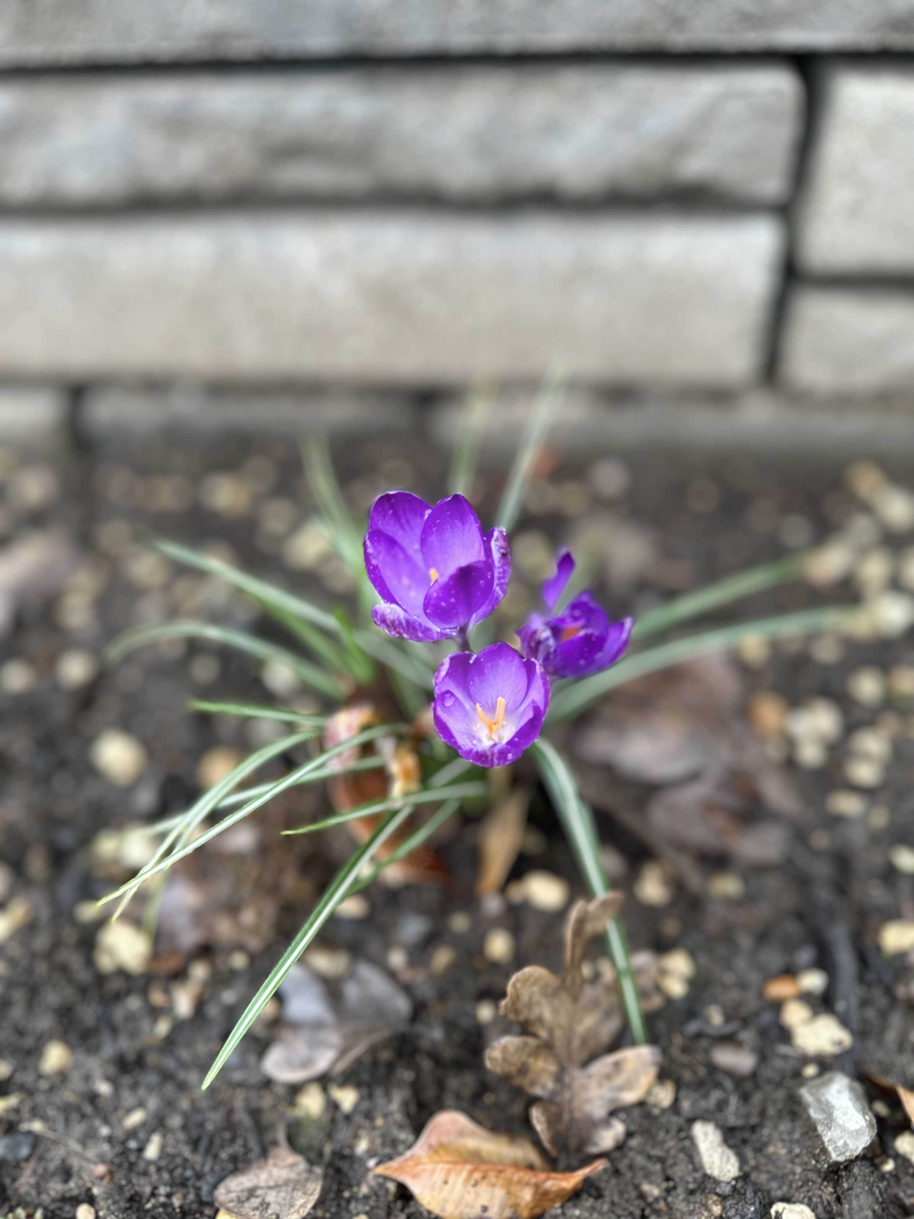 Purple crocus flowers in a small cluster