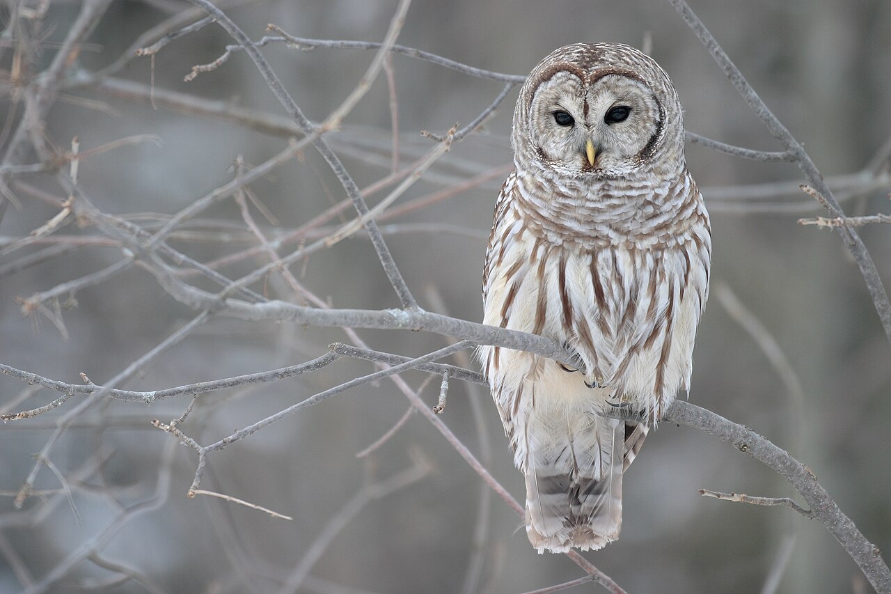 Barred owl photo
