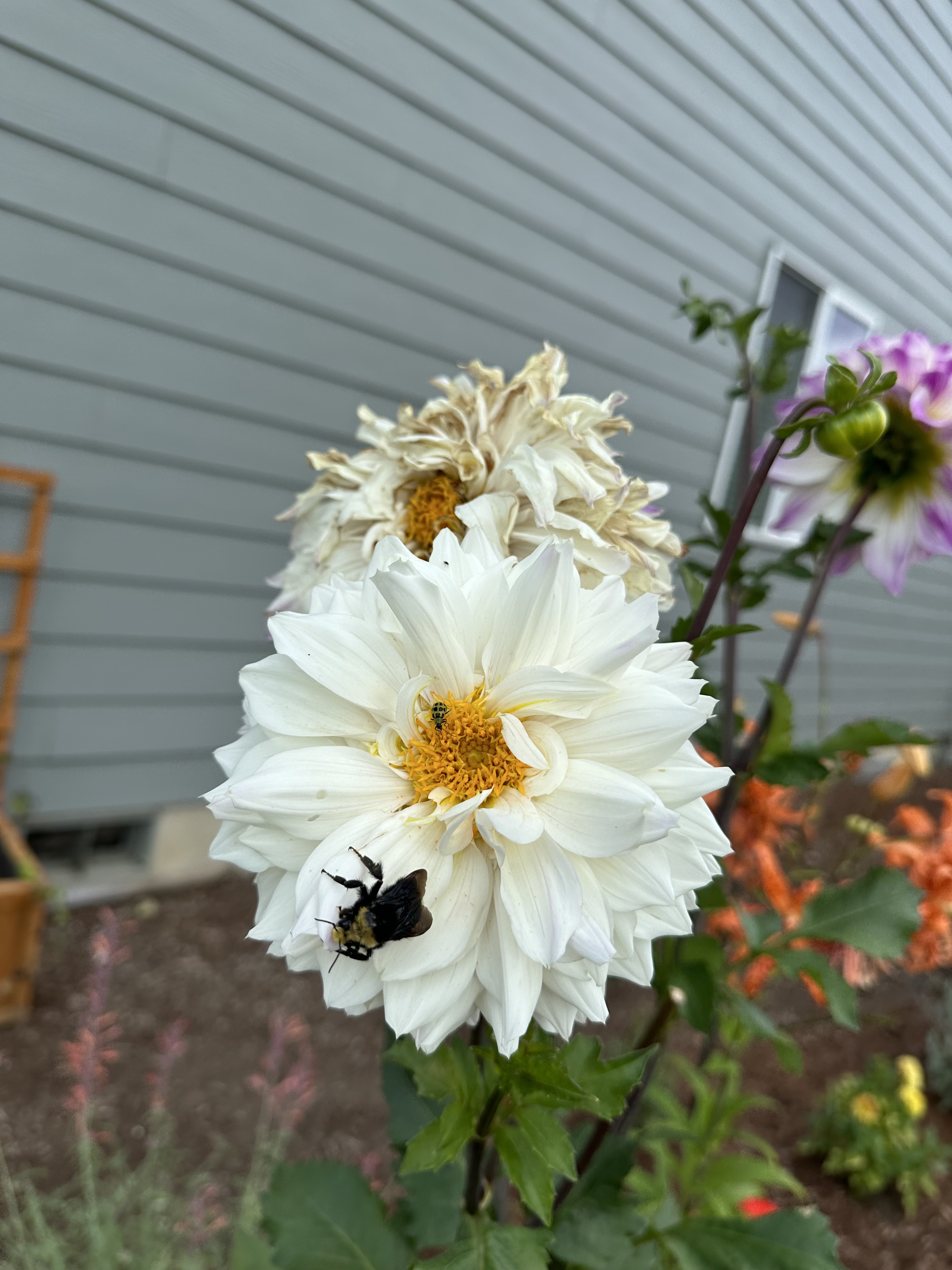 White dahlia bloom with a bee visiting the flower