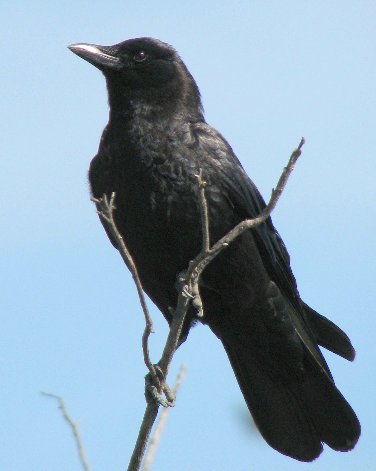 American crow photo
