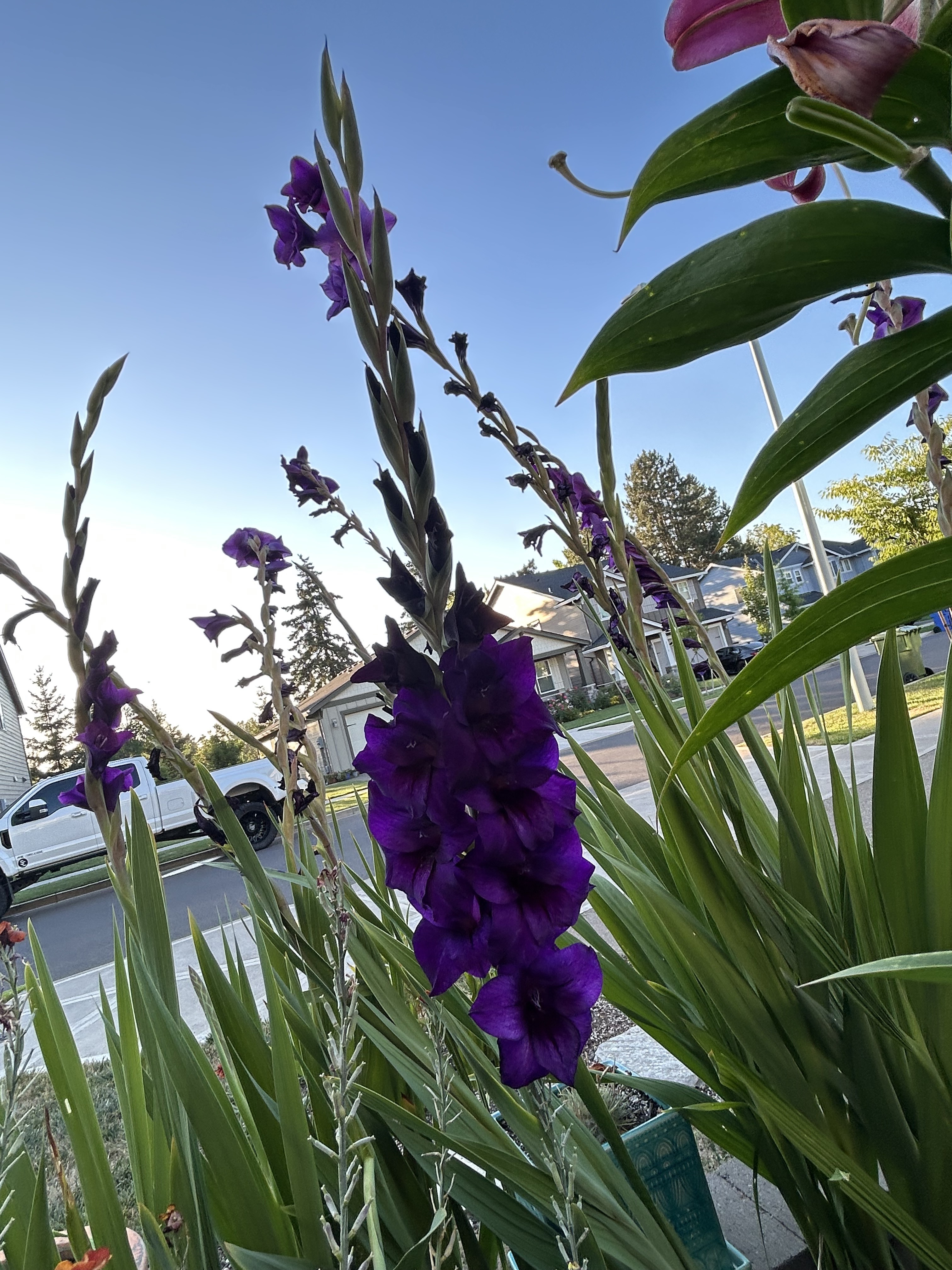 Purple gladiolus flower spike rising above foliage near the sidewalk