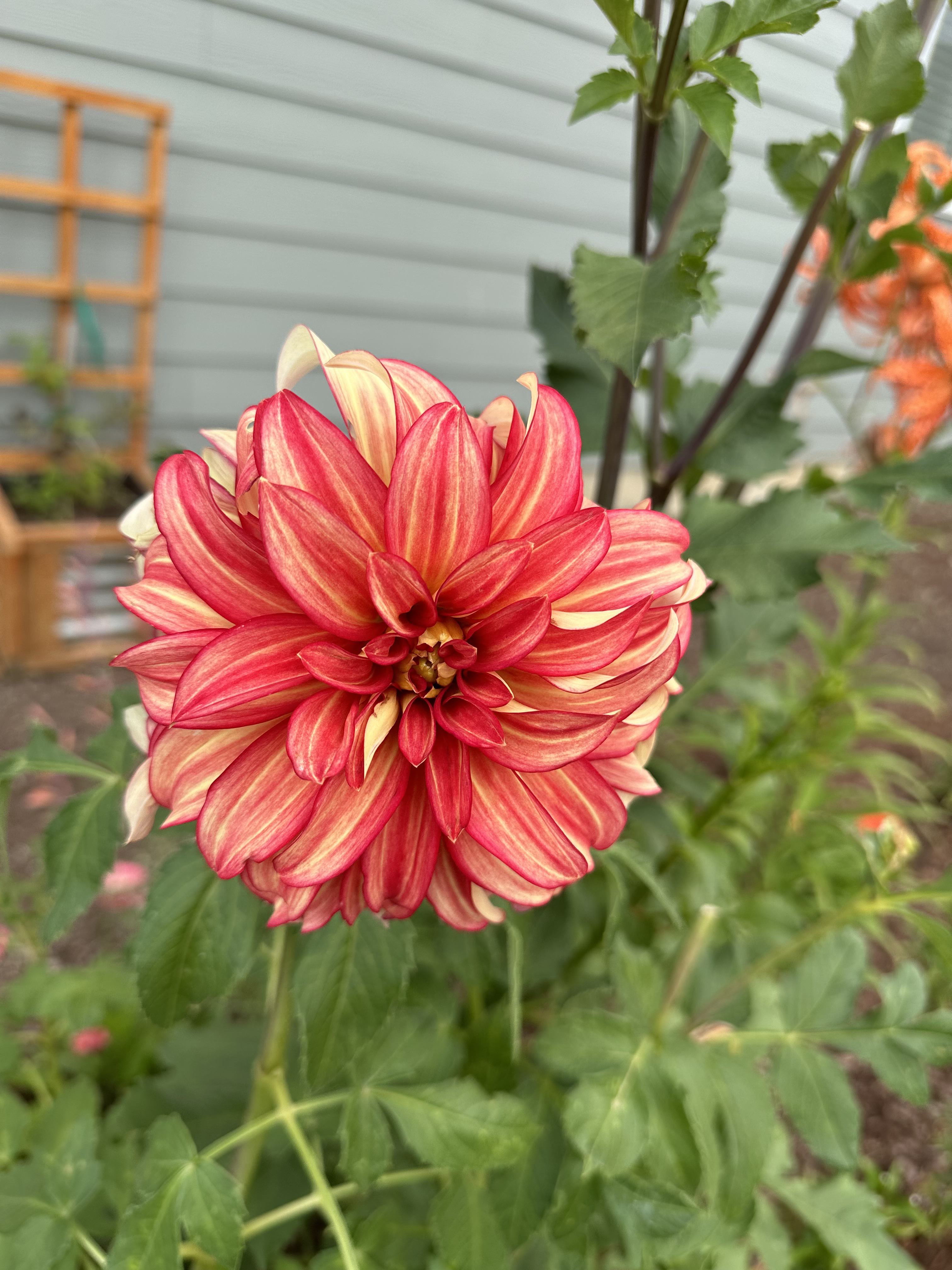 Red and yellow dahlia bloom in close view
