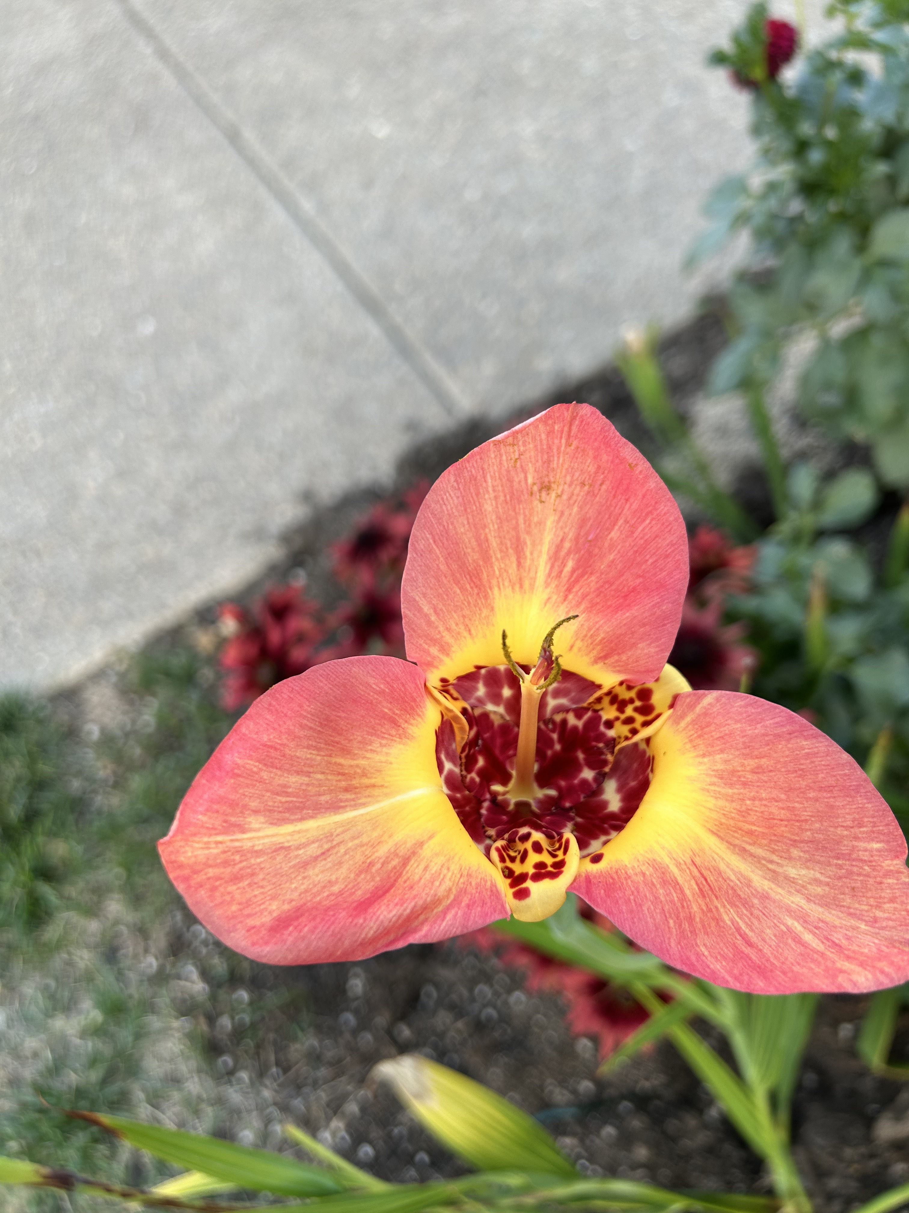 Coral tiger flower bloom in close view