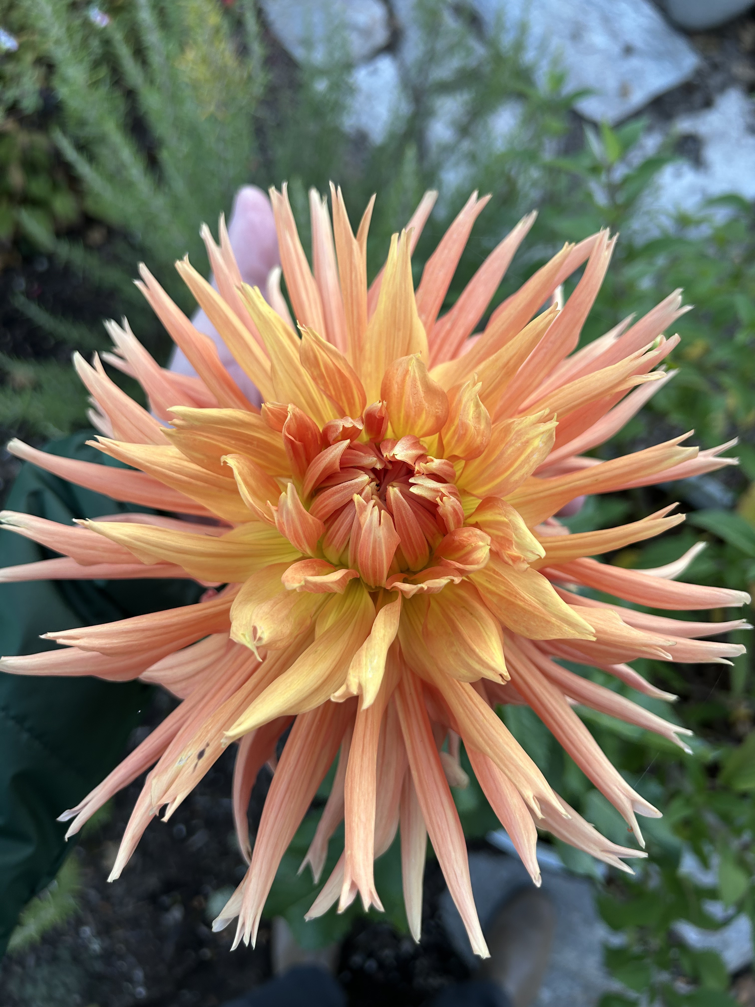 Peach spider dahlia bloom in close view