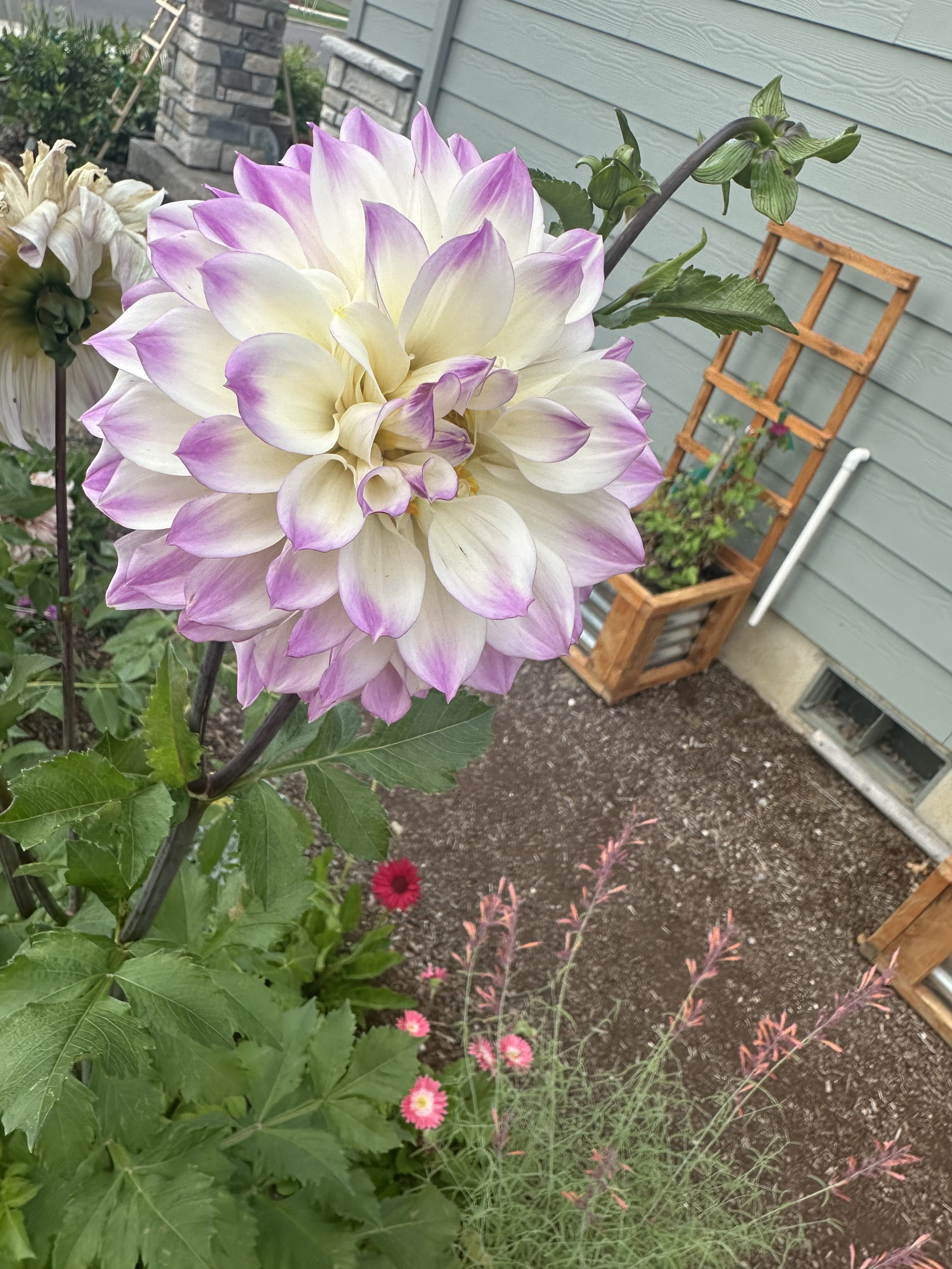 White dahlia bloom with lavender-tipped petals