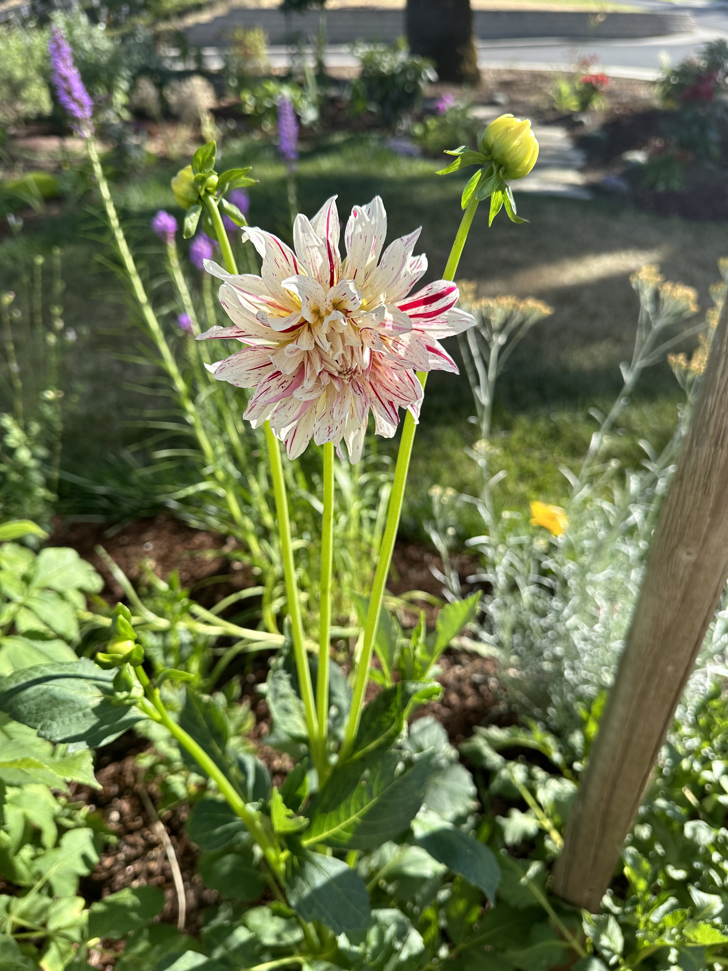 Red and cream striped dahlia in the garden
