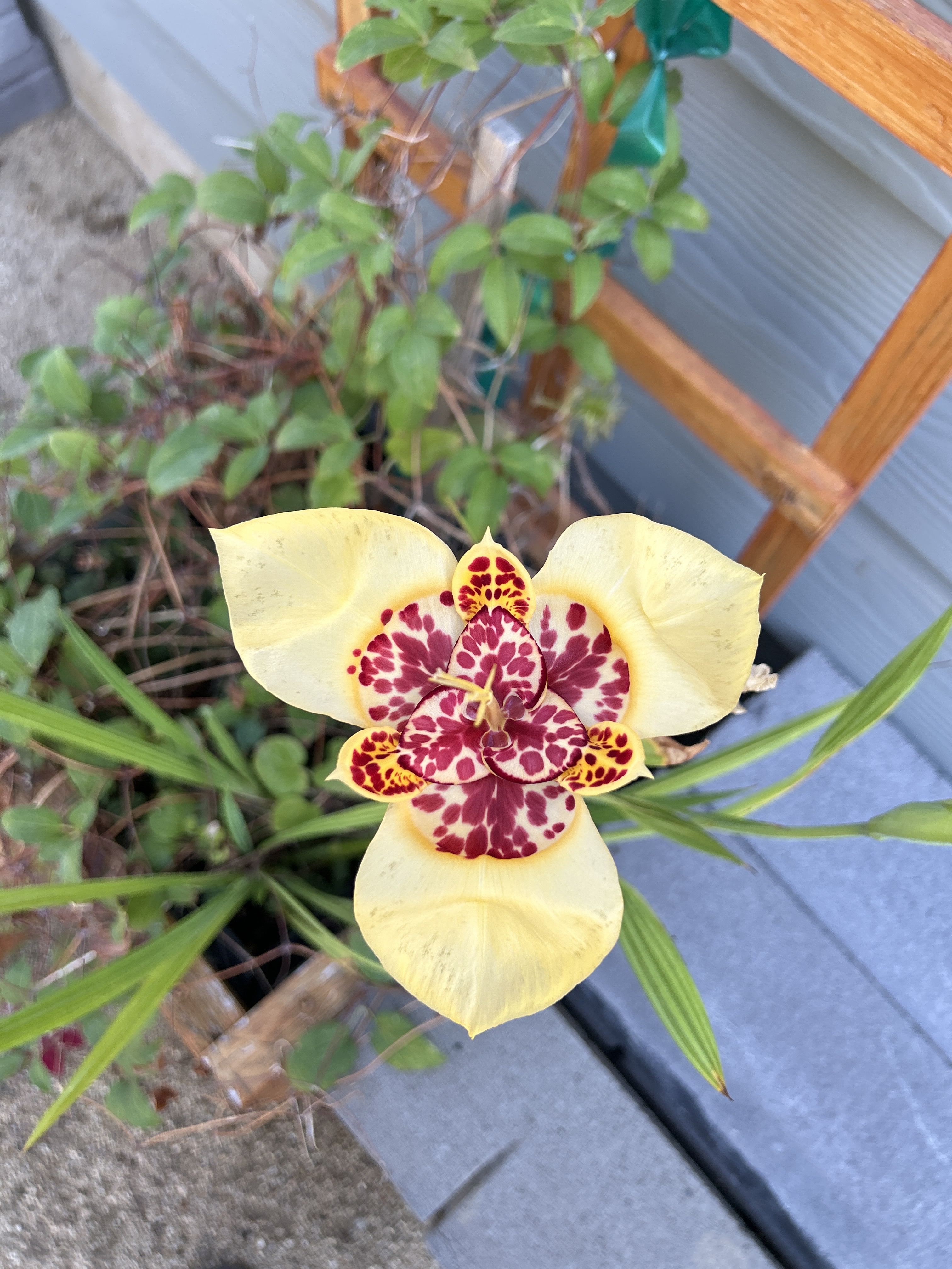 Cream tiger flower with maroon patterned center