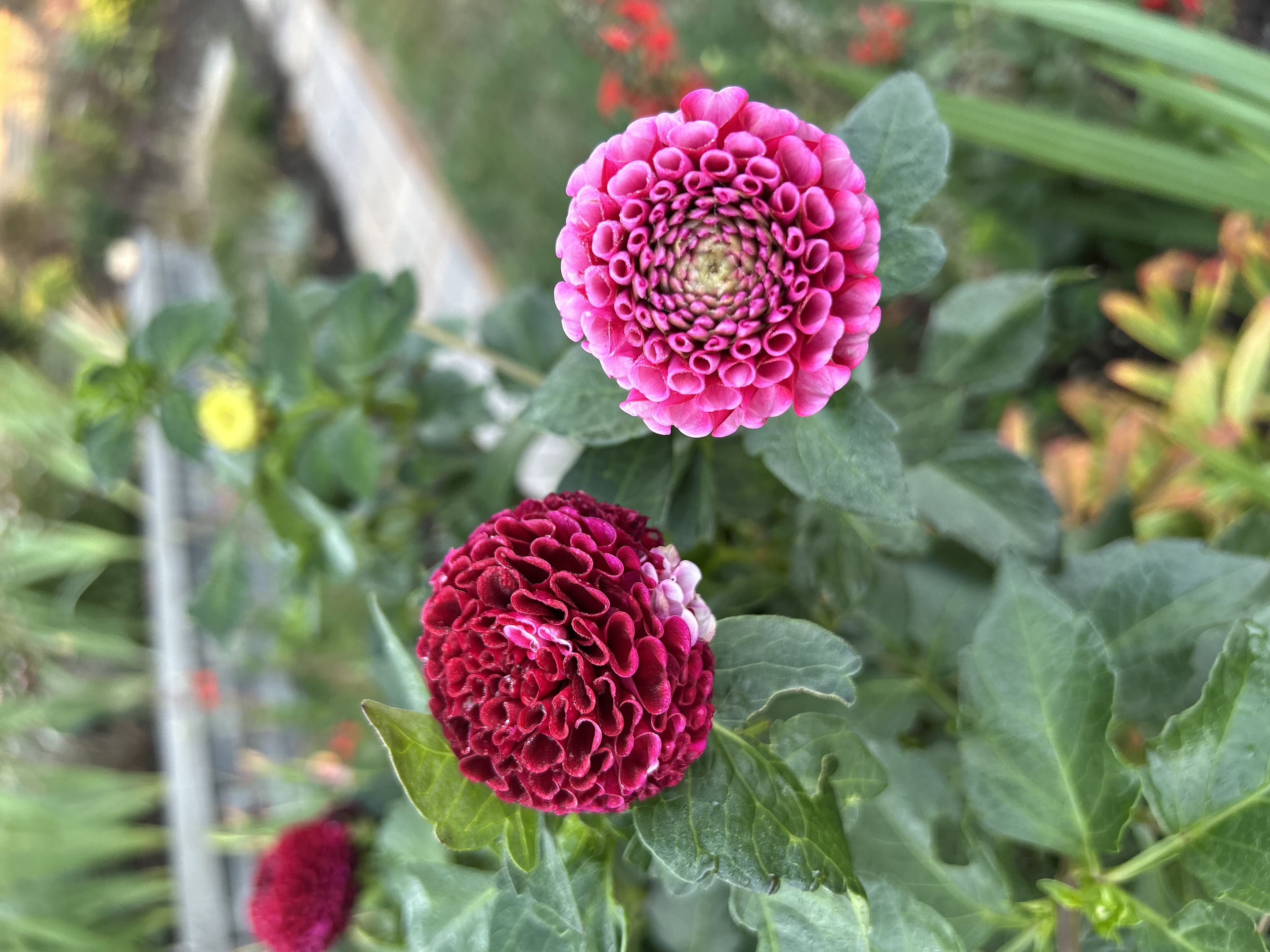 Two pompon dahlias in magenta and burgundy tones