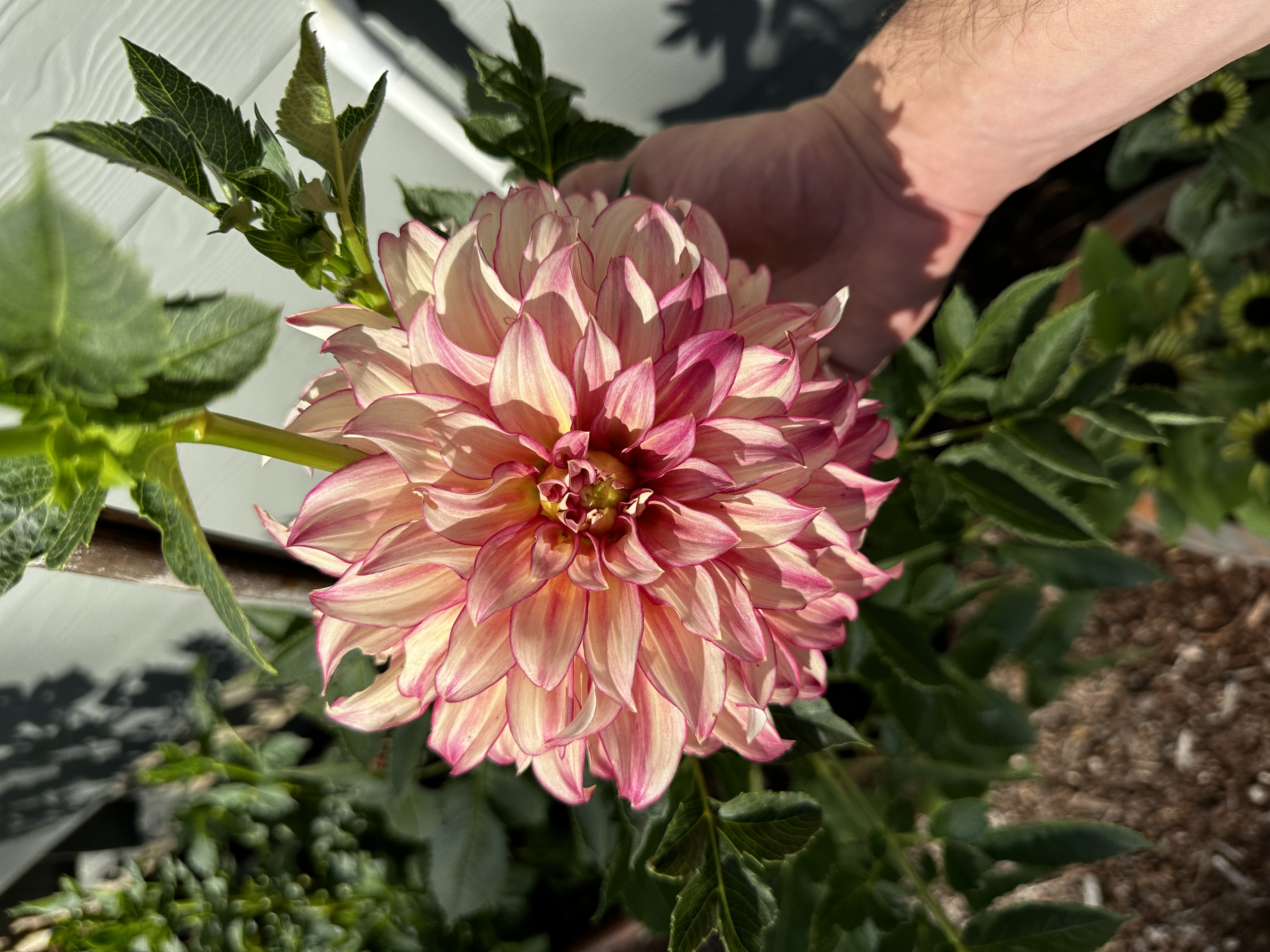 Pink and cream dahlia bloom in close view