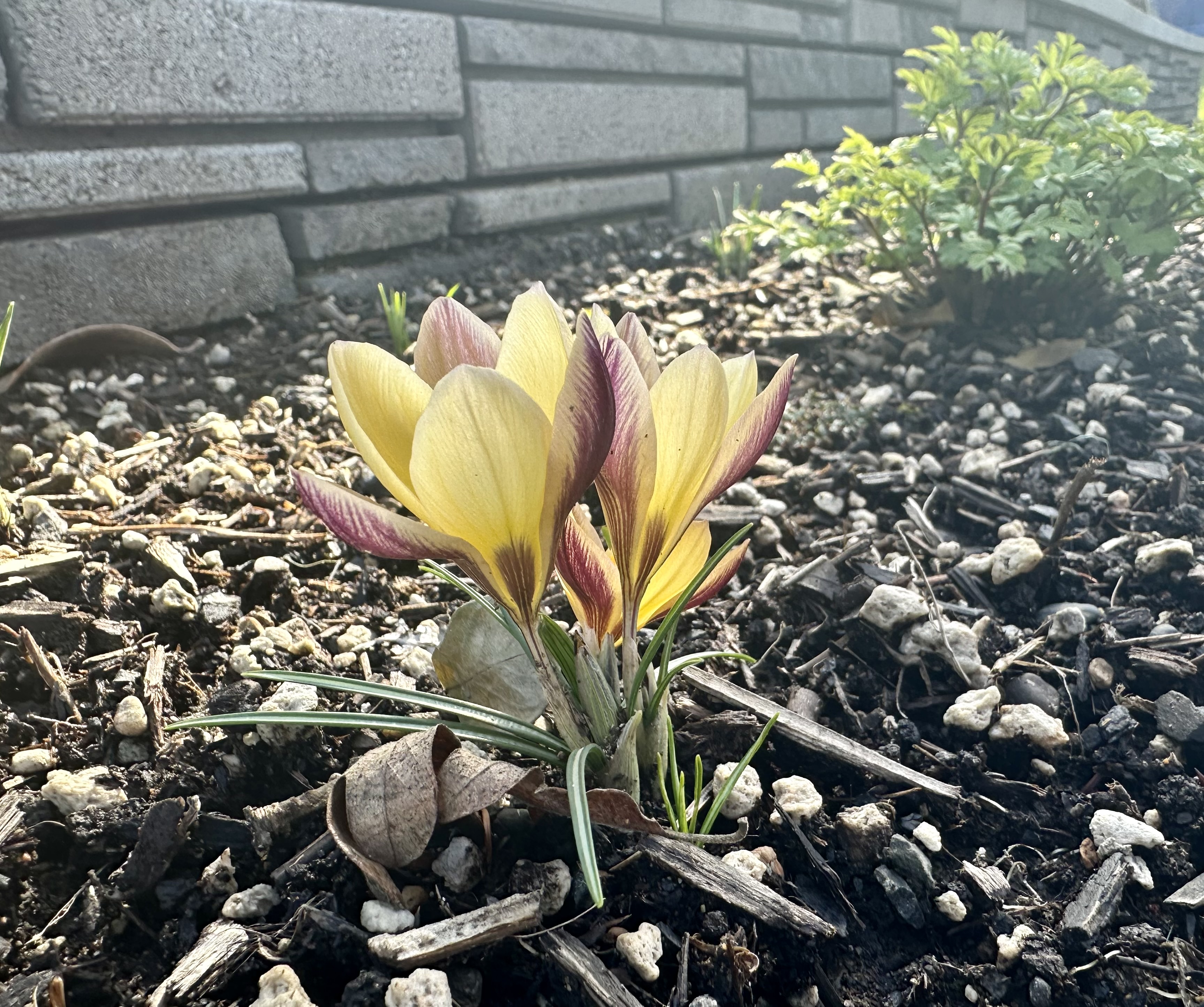 Yellow crocus cluster emerging in early spring