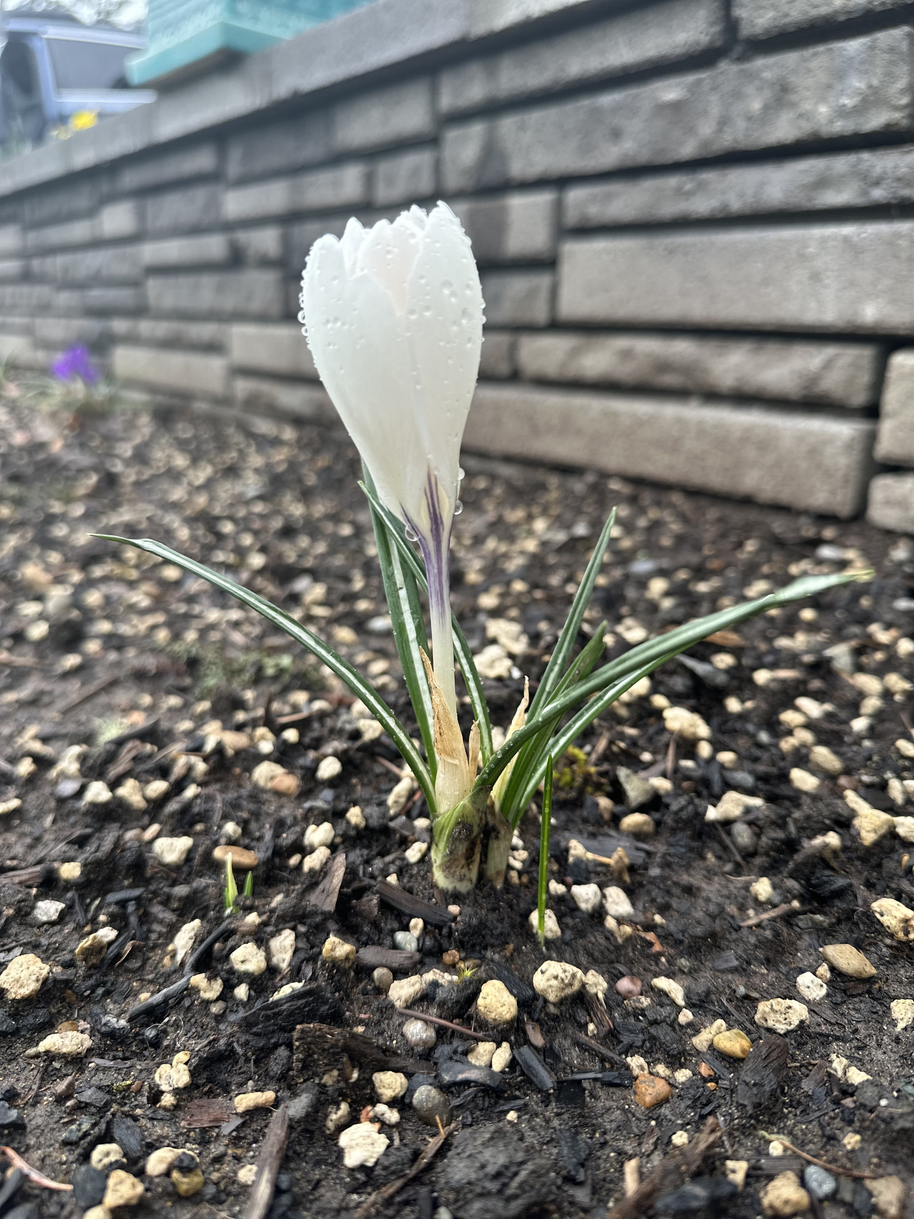 White crocus bloom with dew droplets