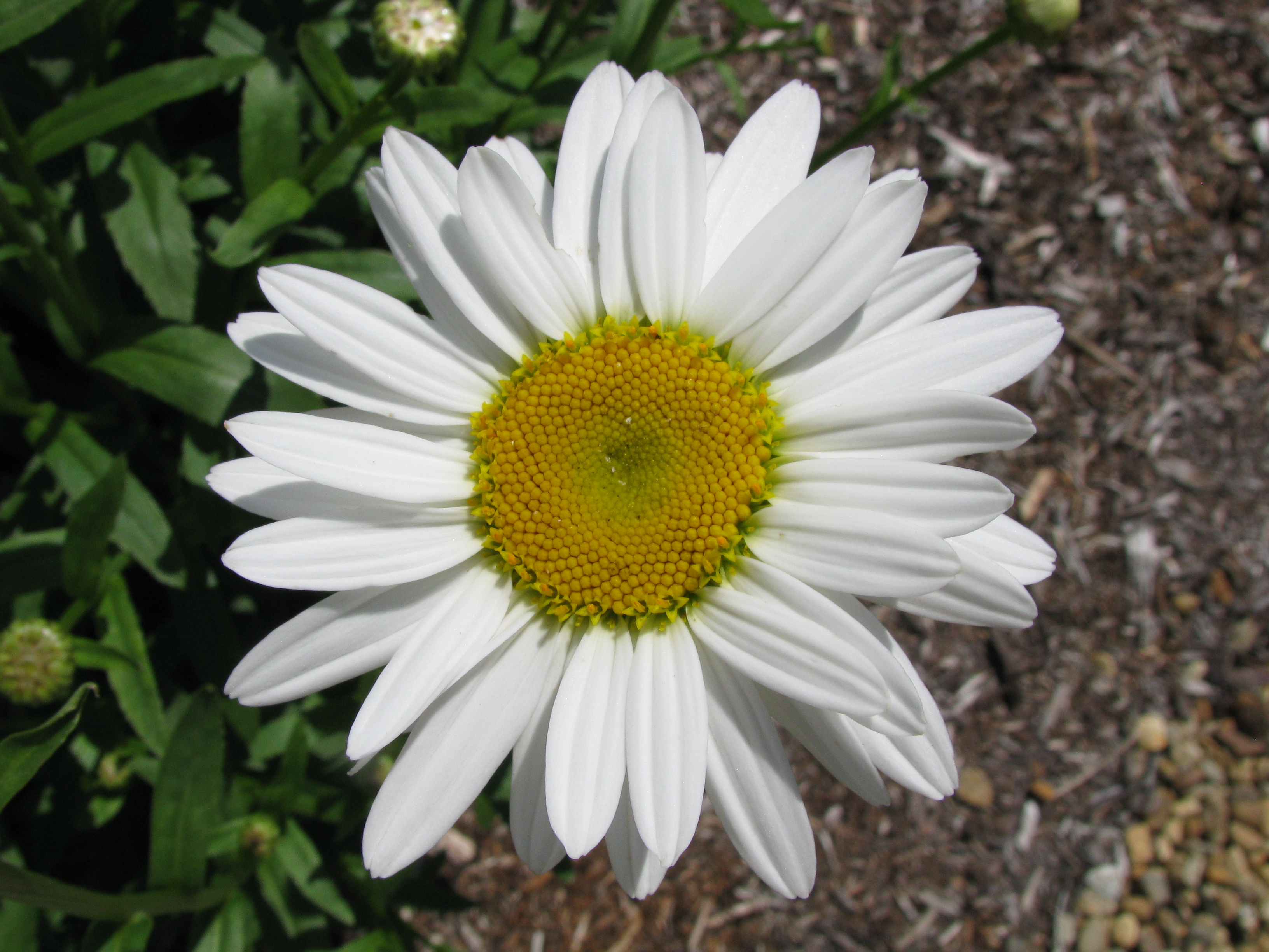 Shasta daisy photo