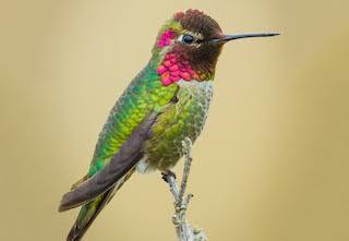 Anna’s hummingbird in profile