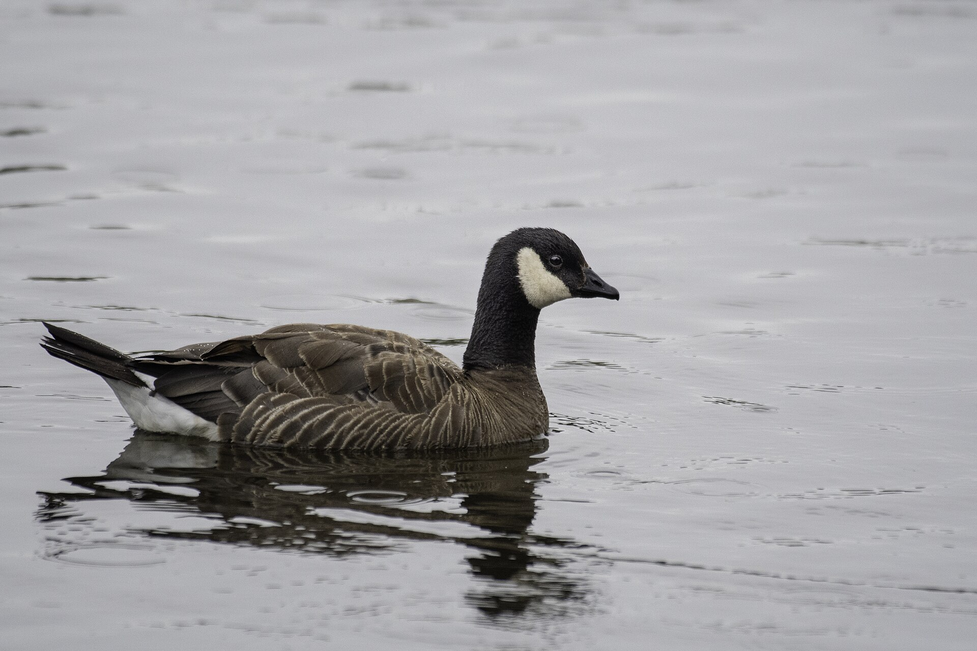 Cackling goose photo