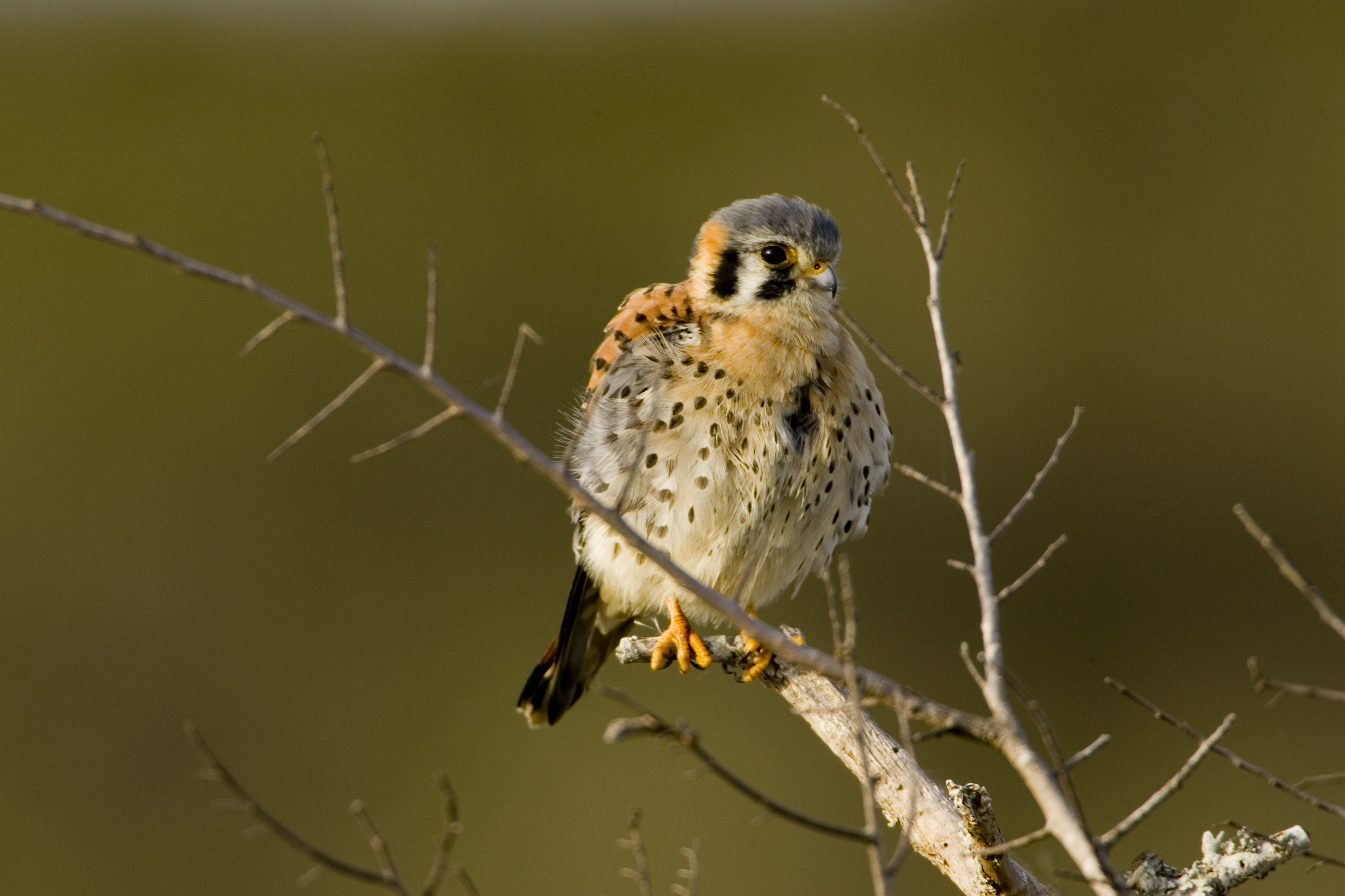 American kestrel photo
