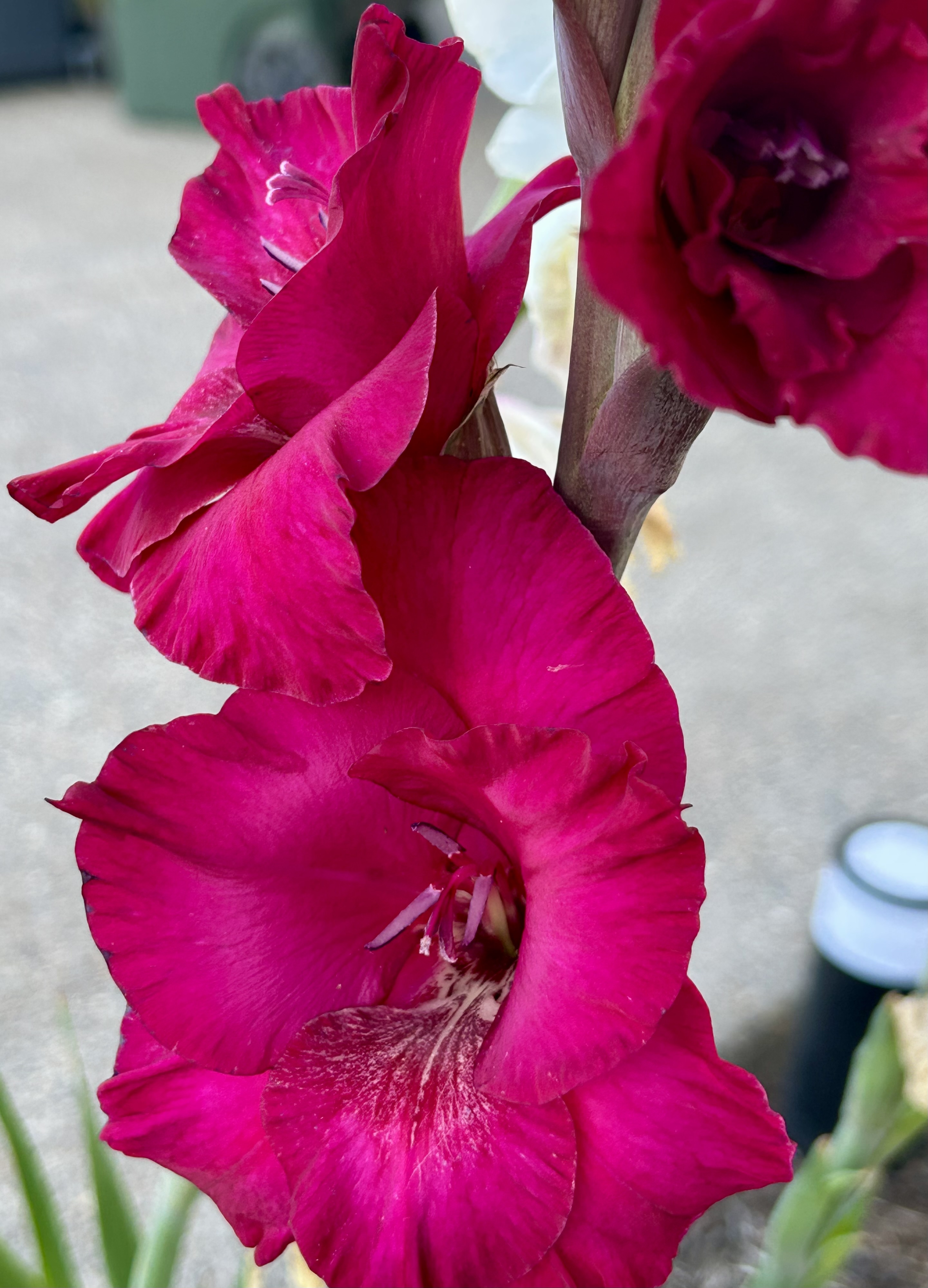 Magenta gladiolus flower spike in close view