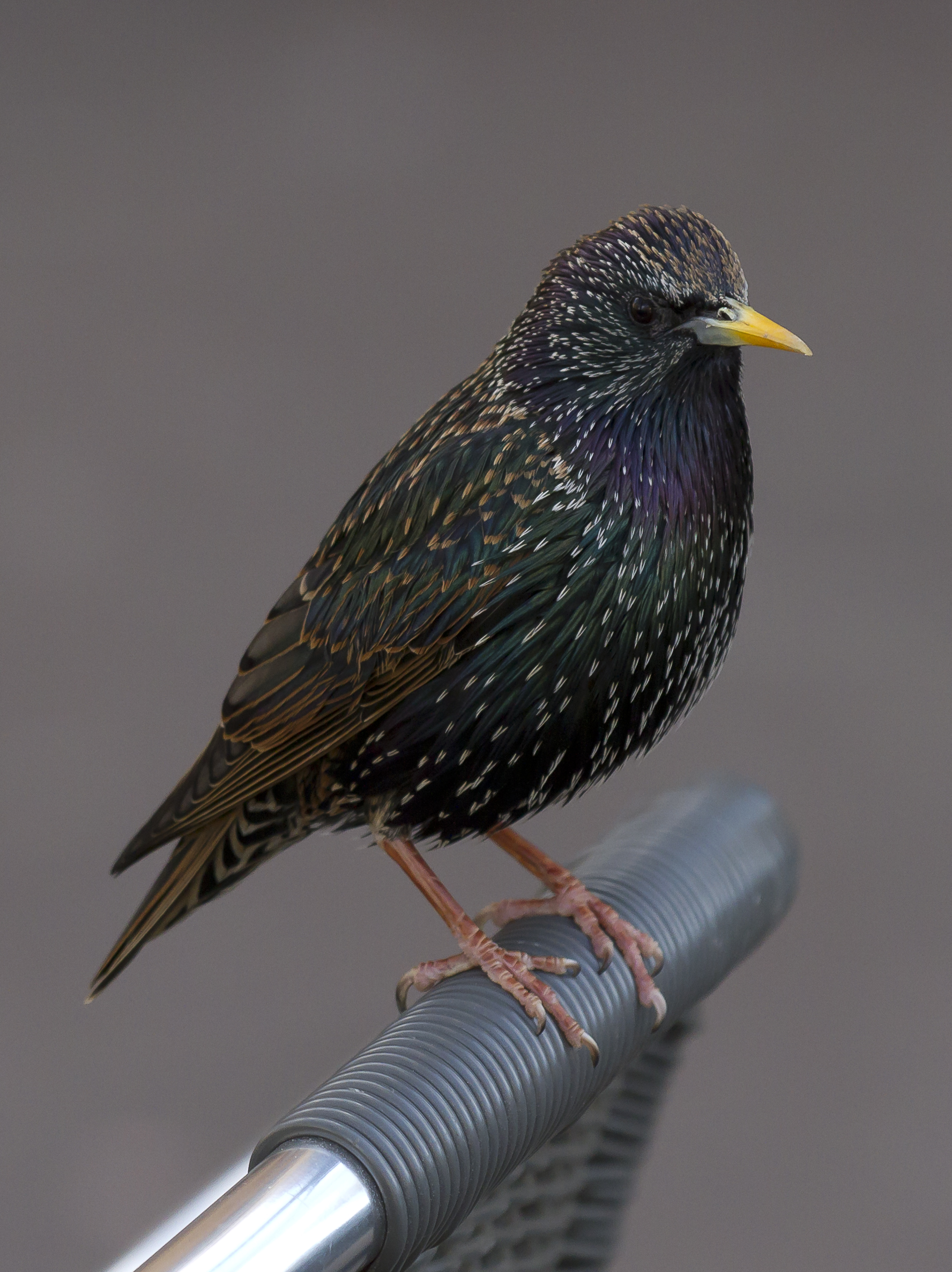 European starling photo
