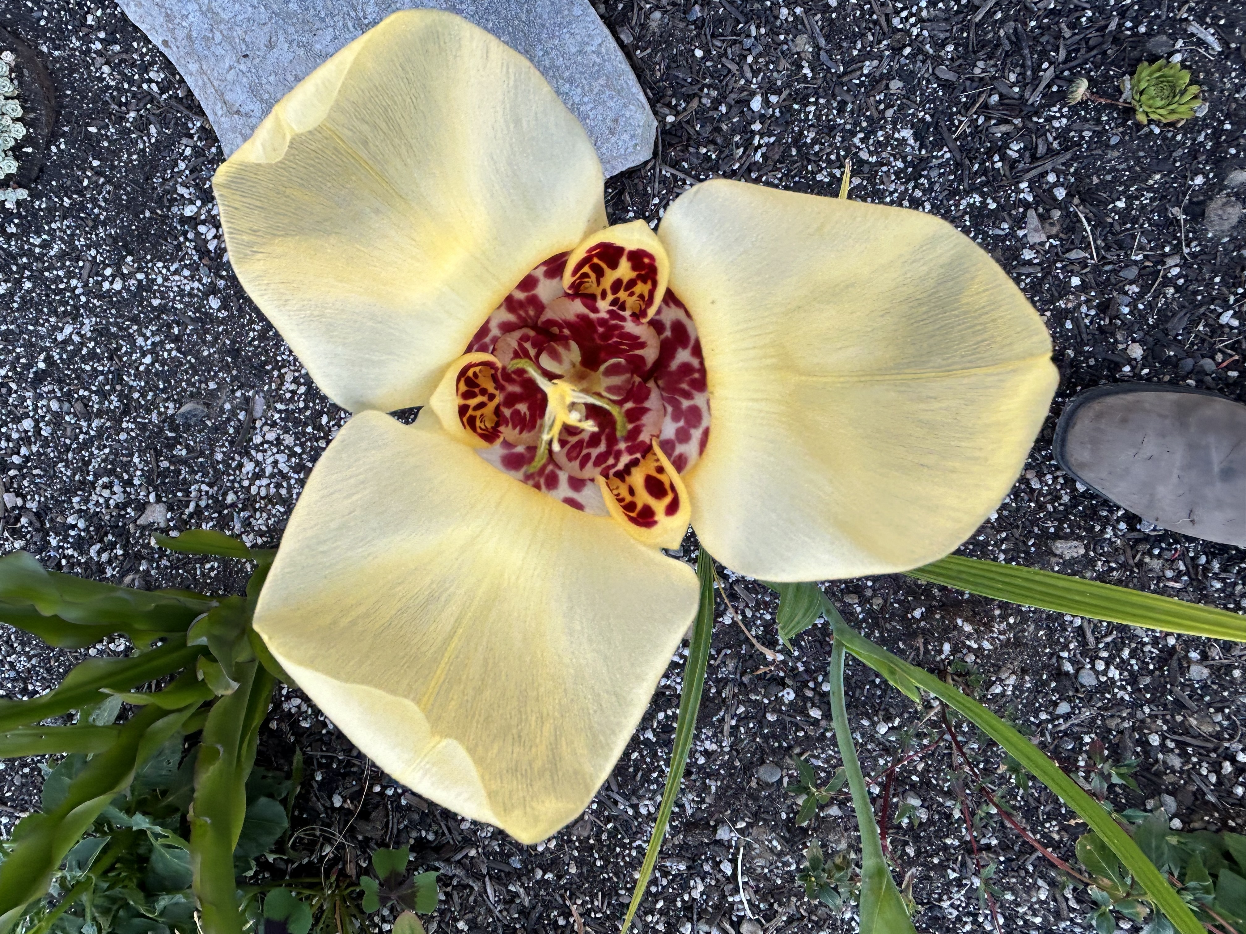 Yellow tiger flower bloom in close view