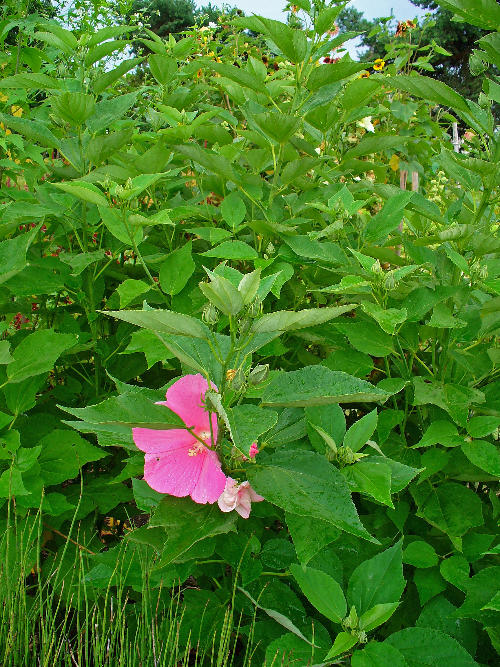 Hardy hibiscus photo