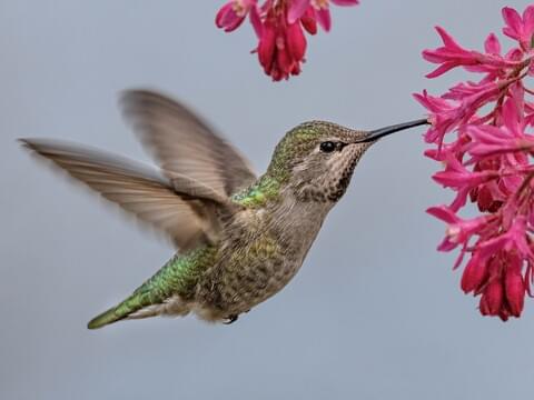 Anna’s hummingbird near flowers