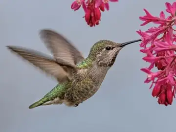 Anna's hummingbird near flowers