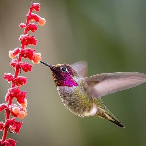 Anna’s hummingbird perched in the garden