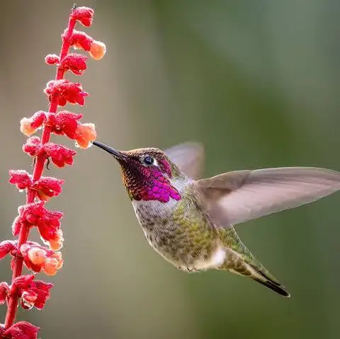 Anna's hummingbird perched in the garden