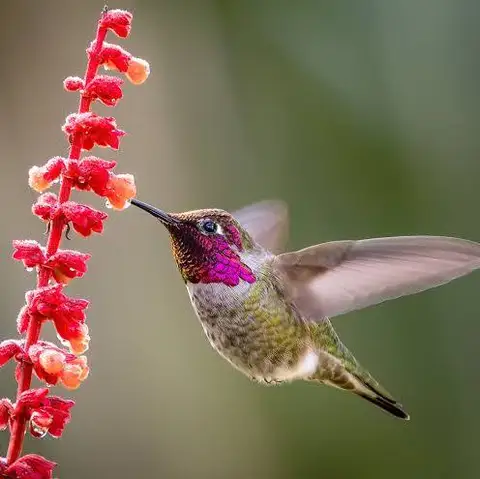 Wildlife