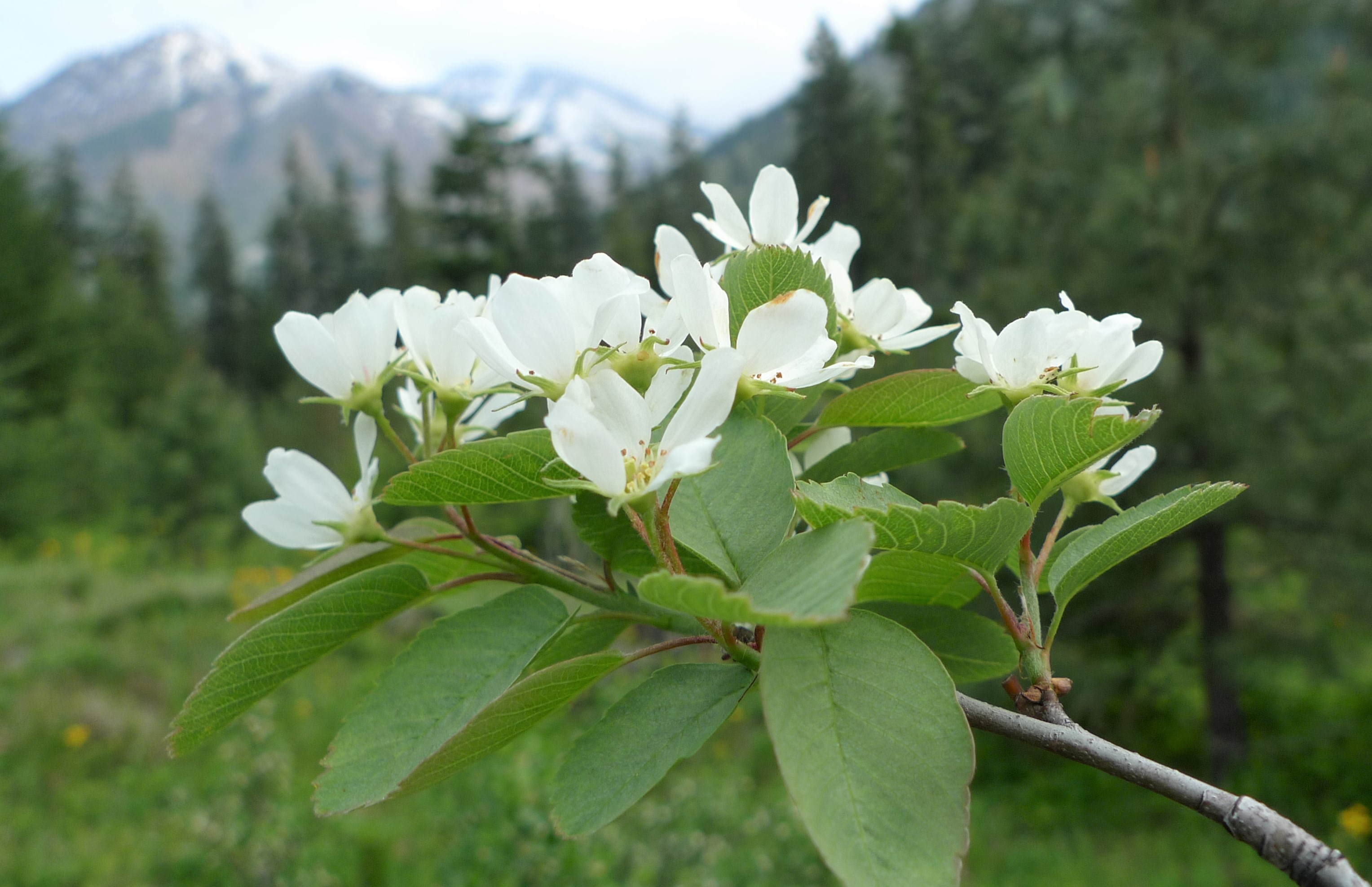 Serviceberry photo