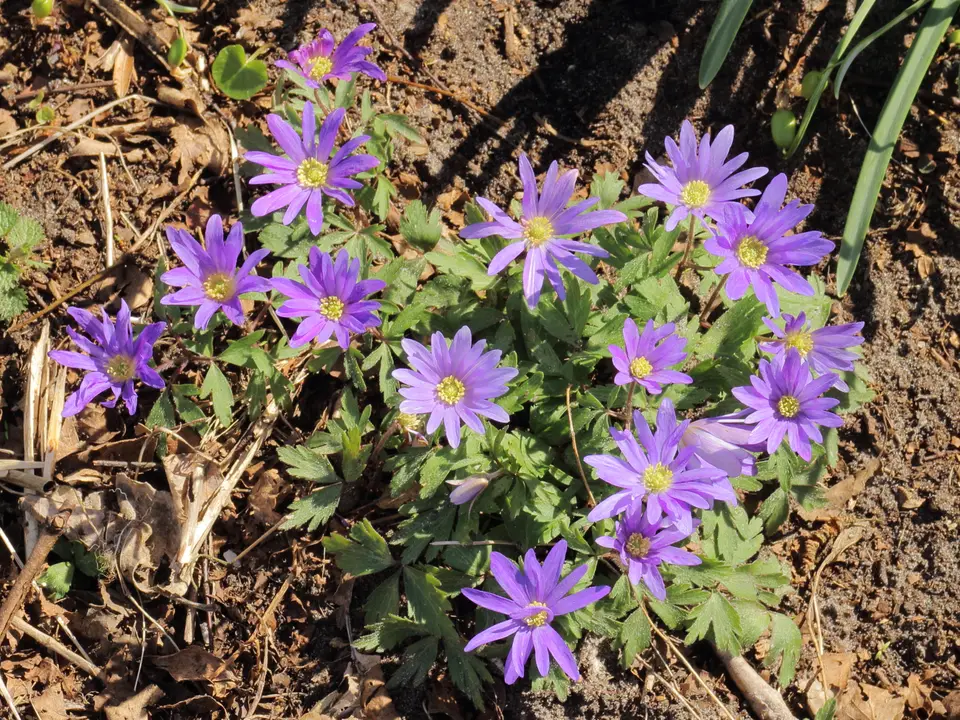 Anemone shown in a temporary reference photo.