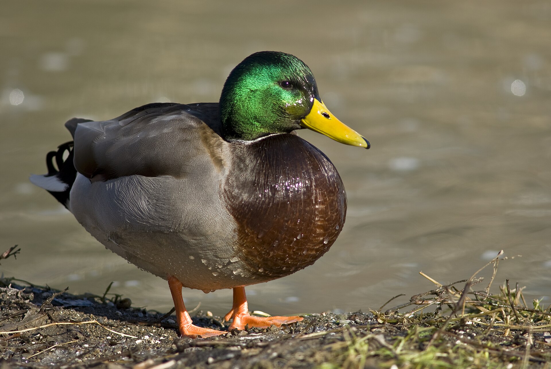 Mallard photo