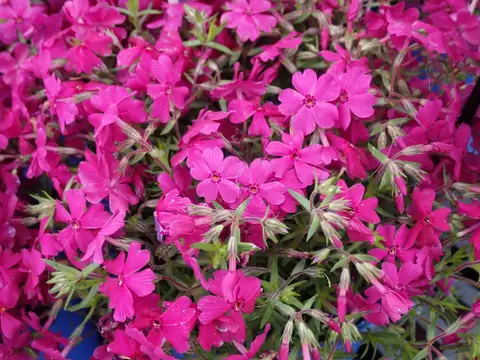 Creeping Phlox shown in a temporary reference photo.