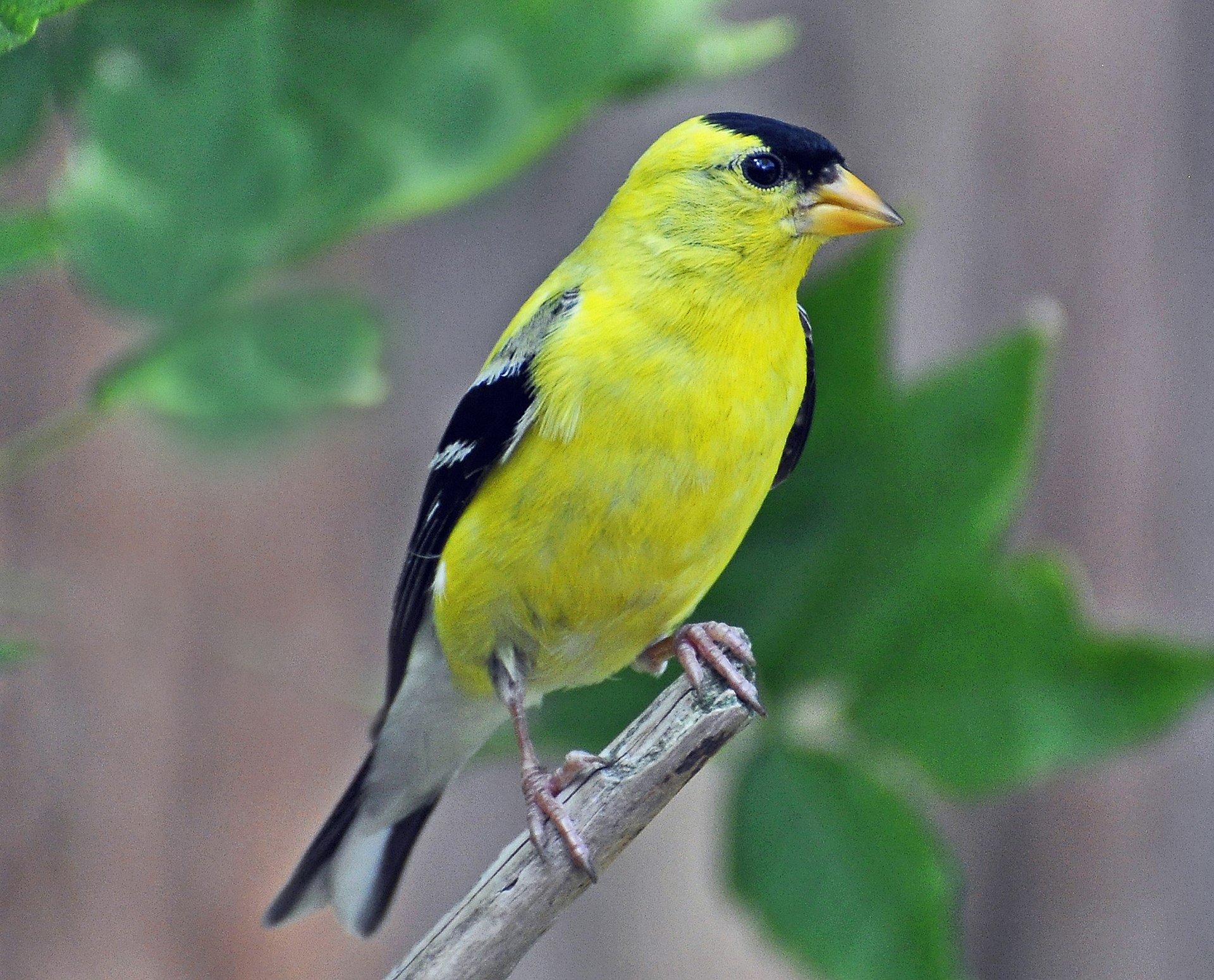 American goldfinch photo