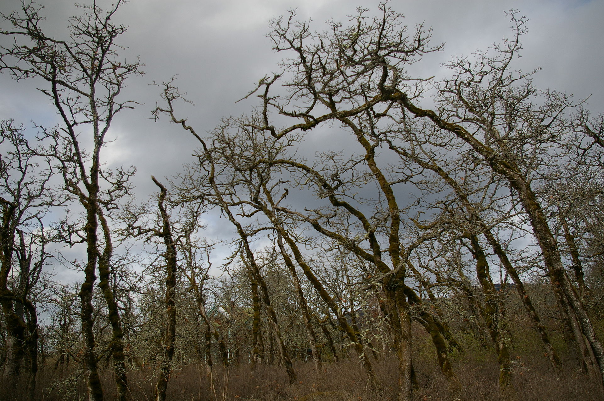Oregon white oak photo