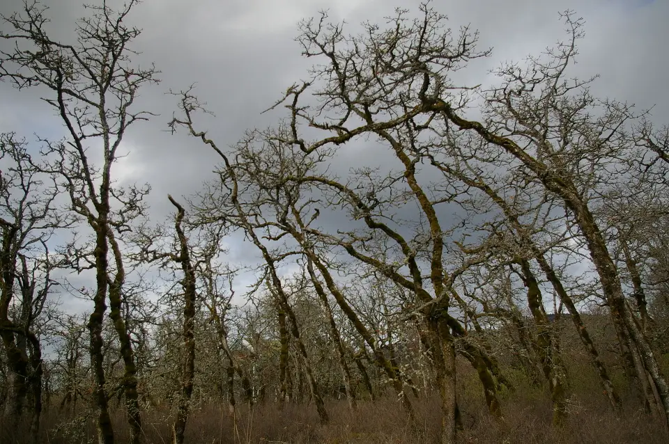 Oregon white oak photo