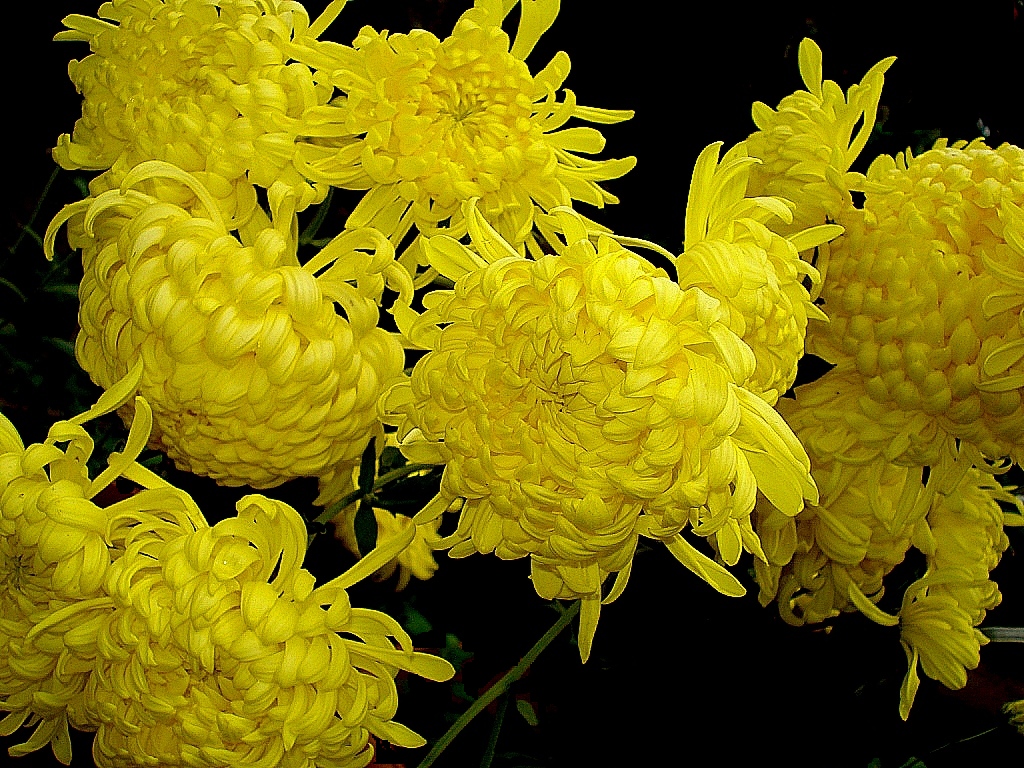 Chrysanthemum photo