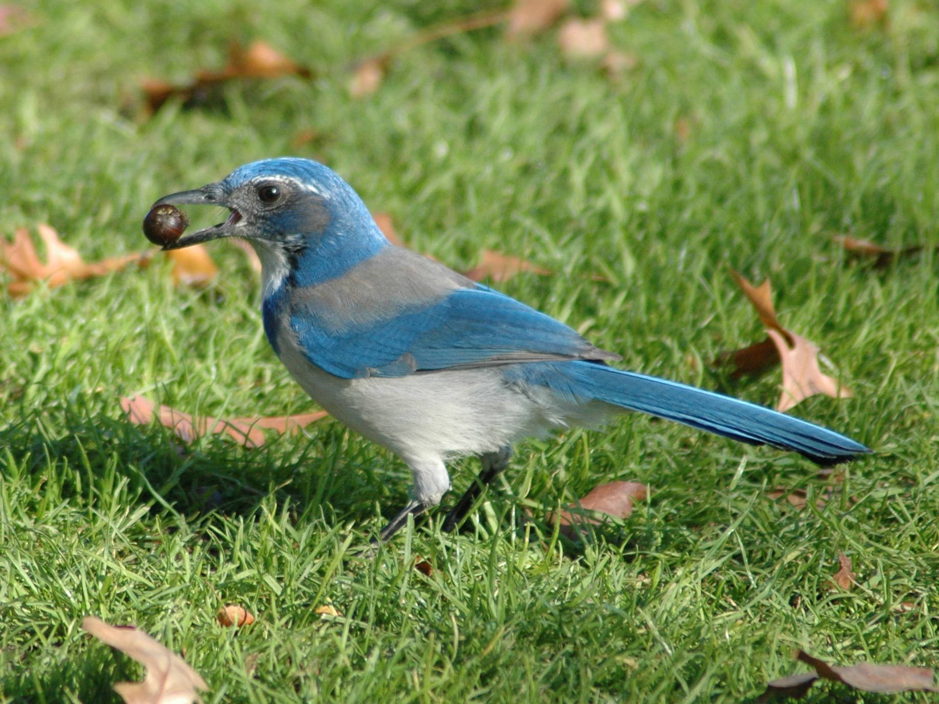 California scrub-jay photo