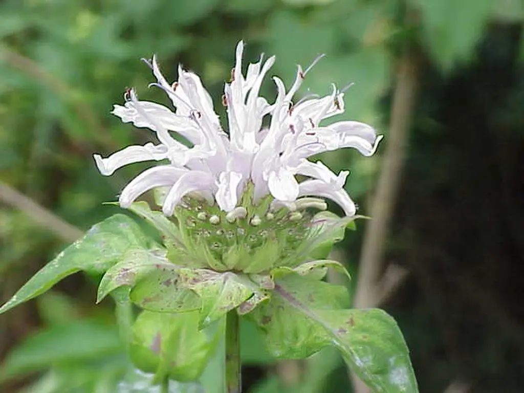Bee balm shown in a temporary reference photo.