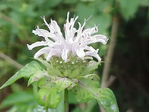 Bee balm shown in a temporary reference photo.