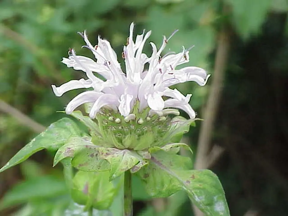 Bee balm shown in a temporary reference photo.
