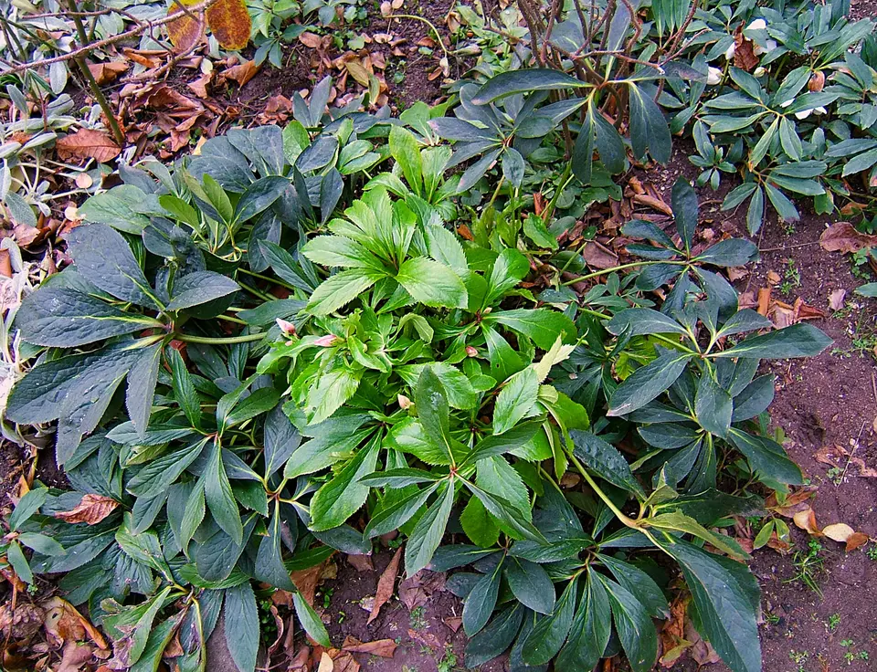 Hellebore photo