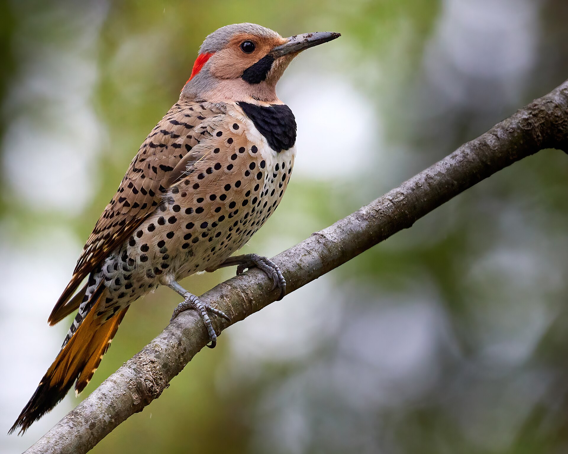Northern flicker photo