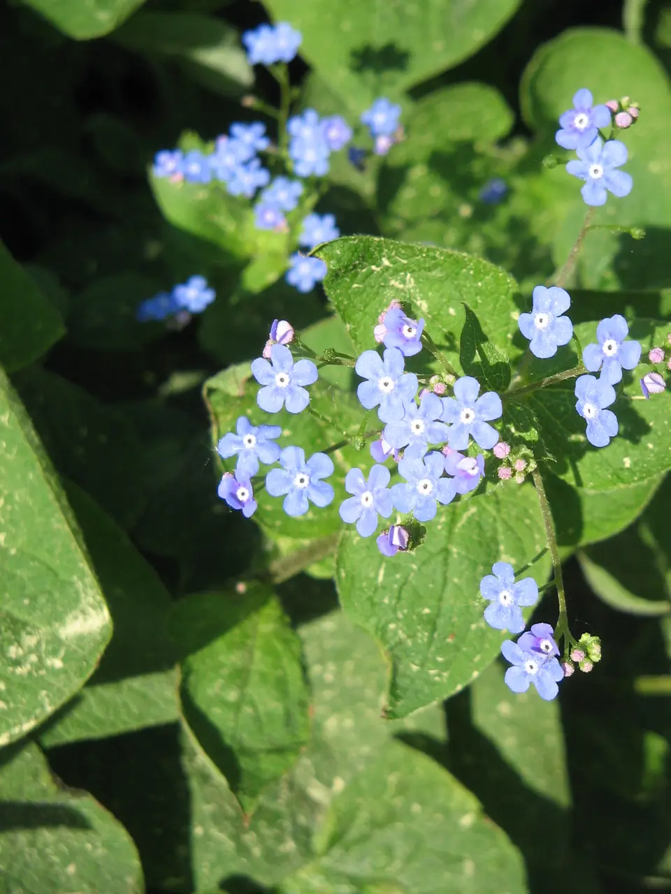 Brunnera shown in a temporary reference photo.