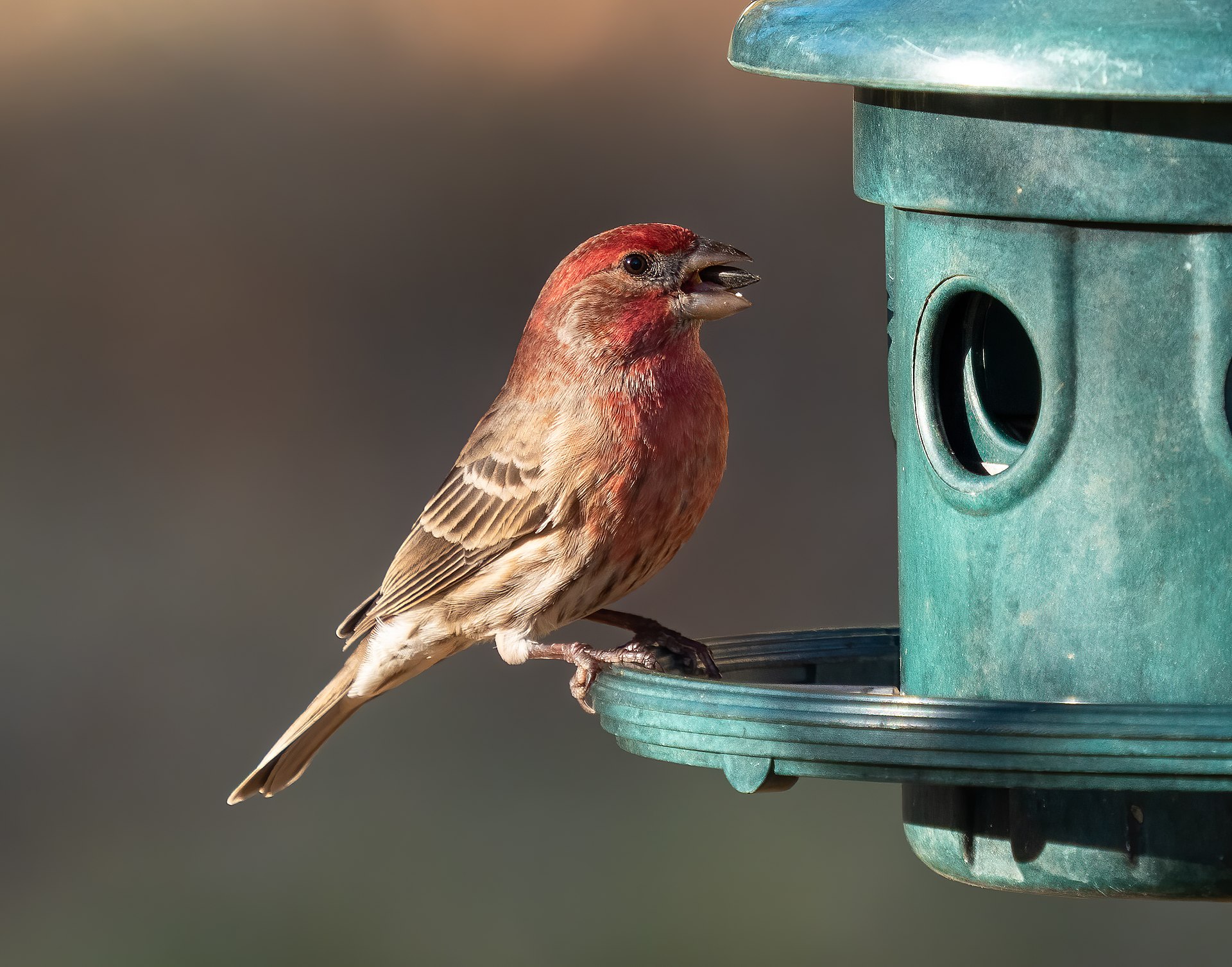 House finch photo